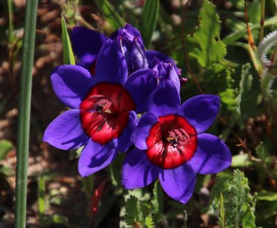 Babiana rubrocyanea, photographed by Tony Rebelo
