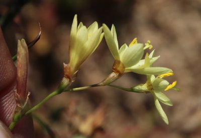 Geissorhiza juncea, photographed by Tony Rebelo