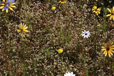 Adenogramma glomerata, photographed by Tony Rebelo