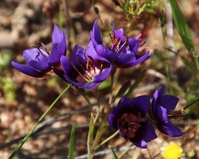 Geissorhiza monanthos, photographed by Tony Rebelo