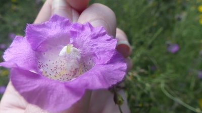 Agalinis strictifolia, photographed by Morgan Hay