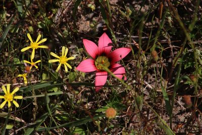Romulea hirsuta, photographed by Tony Rebelo