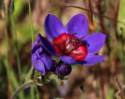 Babiana rubrocyanea, photographed by Tony Rebelo