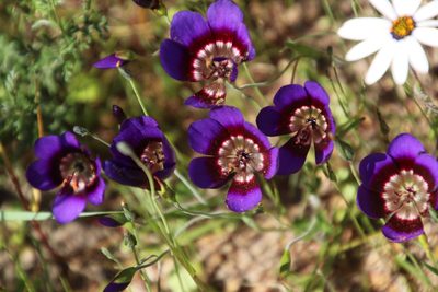 Geissorhiza monanthos, photographed by Tony Rebelo