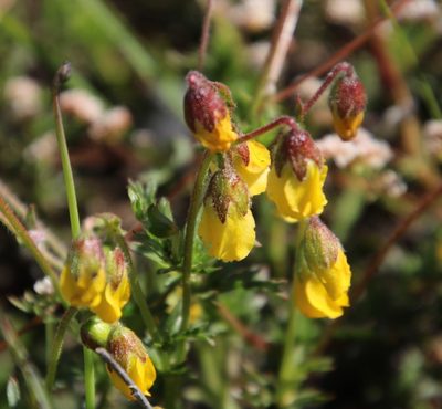 Hermannia pinnata, photographed by Tony Rebelo