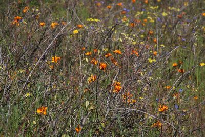 Ixia maculata, photographed by Tony Rebelo