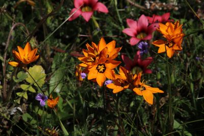 Ixia maculata, photographed by Tony Rebelo