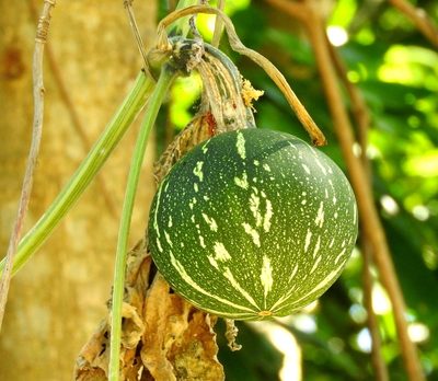 Cucurbita argyrosperma, photographed by Francisco Farriols Sarabia