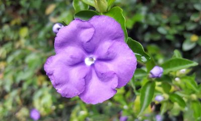 Brunfelsia uniflora, photographed by alessandradalia