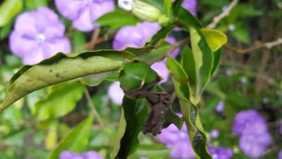 Brunfelsia uniflora, photographed by alessandradalia