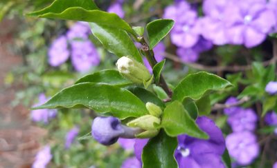 Brunfelsia uniflora, photographed by alessandradalia