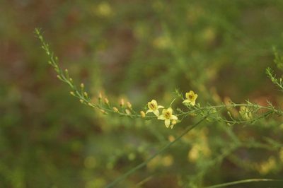 Seymeria cassioides, photographed by Vincent Weber