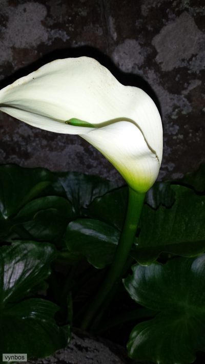 Zantedeschia odorata, photographed by Chris Vynbos