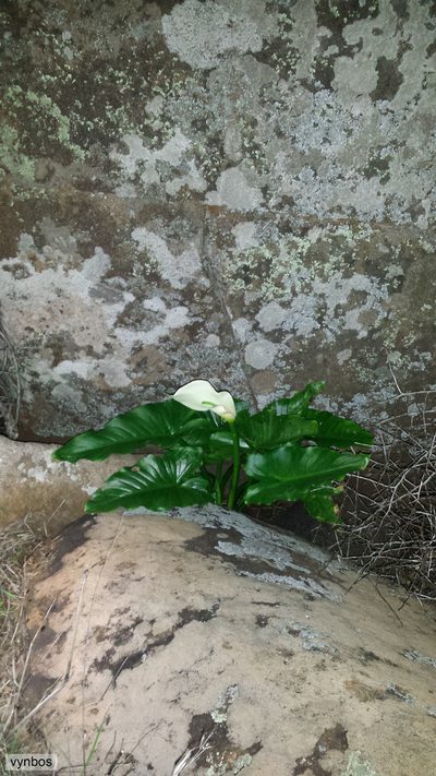 Zantedeschia odorata, photographed by Chris Vynbos