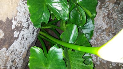 Zantedeschia odorata, photographed by Chris Vynbos