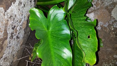 Zantedeschia odorata, photographed by Chris Vynbos