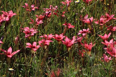 Romulea eximia, photographed by Tony Rebelo