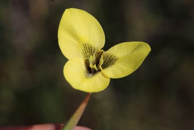 Moraea bellendenii, photographed by Tony Rebelo