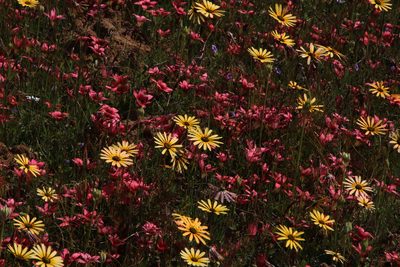 Romulea hirsuta, photographed by Tony Rebelo