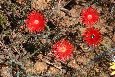Lampranthus coccineus, photographed by Tony Rebelo