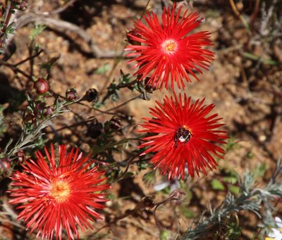 Lampranthus coccineus, photographed by Tony Rebelo