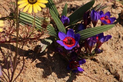 Babiana rubrocyanea, photographed by Tony Rebelo