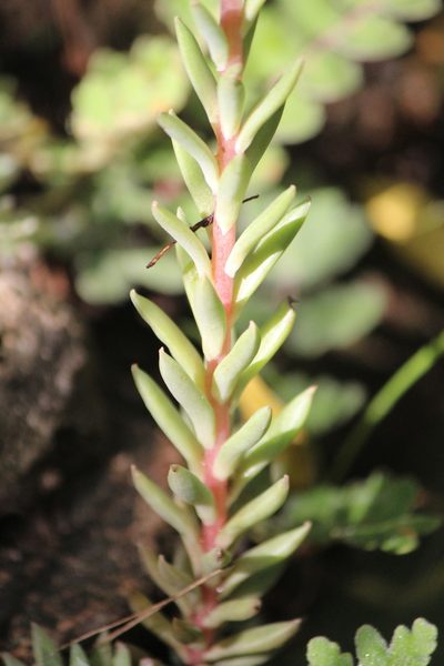 Villadia patula, photographed by José Belem Hernández Díaz