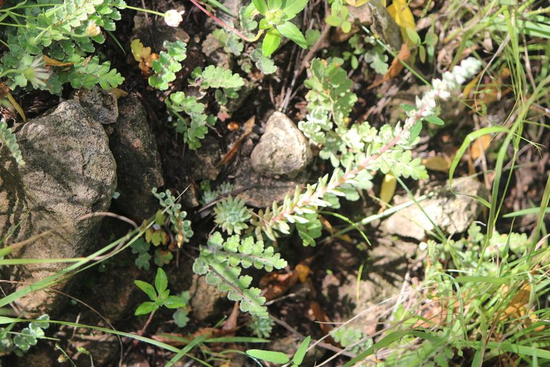 Villadia patula, photographed by José Belem Hernández Díaz
