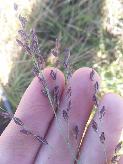 Tridens ambiguus, photographed by Will McFarland
