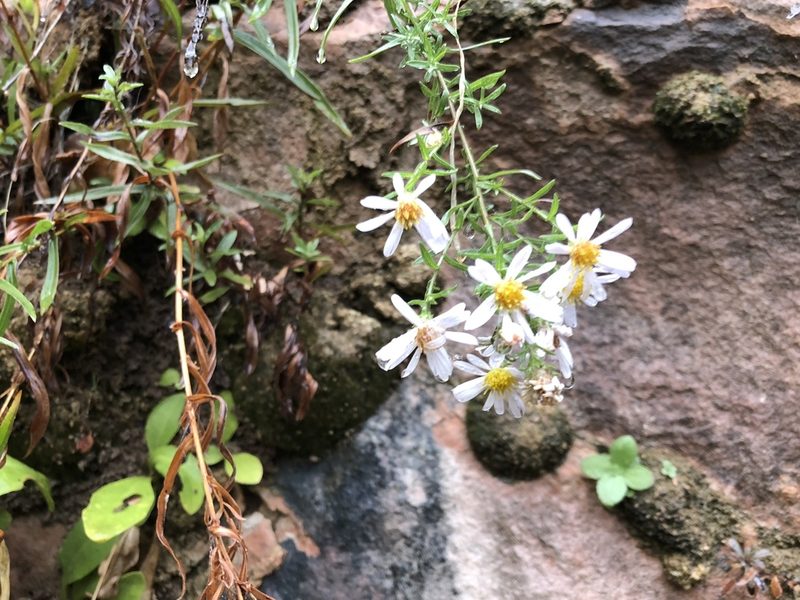 Symphyotrichum welshii, photographed by Ryan Kurtz