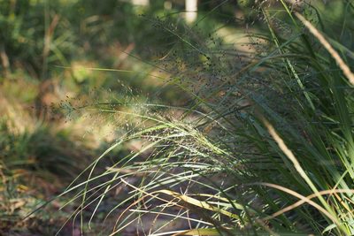 Eragrostis ferruginea, photographed by harum.koh