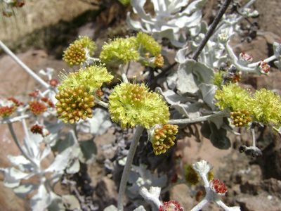 Eriogonum crocatum, photographed by Adam J. Searcy