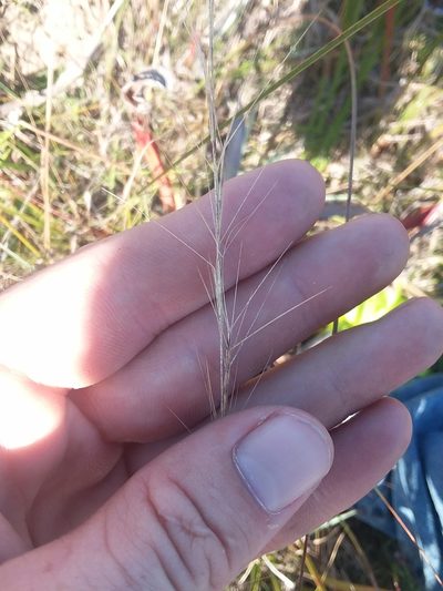 Aristida palustris, photographed by Will McFarland