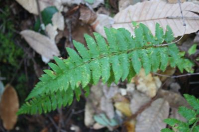 Polystichum californicum, photographed by Scott Loarie