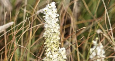 Veratrum fimbriatum, photographed by Karen and Mike