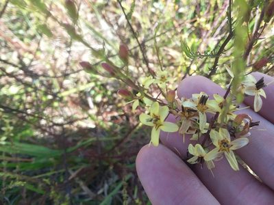 Seymeria cassioides, photographed by Will McFarland