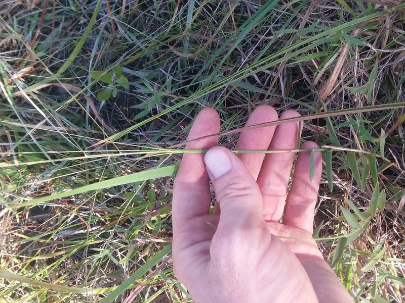 Gymnopogon brevifolius, photographed by Will McFarland