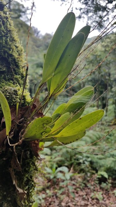 Stelis platystylis, photographed by Alan Rockefeller