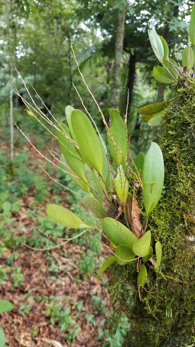 Stelis platystylis, photographed by Alan Rockefeller