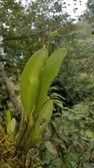 Stelis platystylis, photographed by Alan Rockefeller
