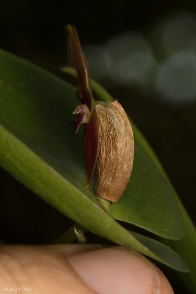 Pleurothallis phyllocardia, photographed by Ken-ichi Ueda