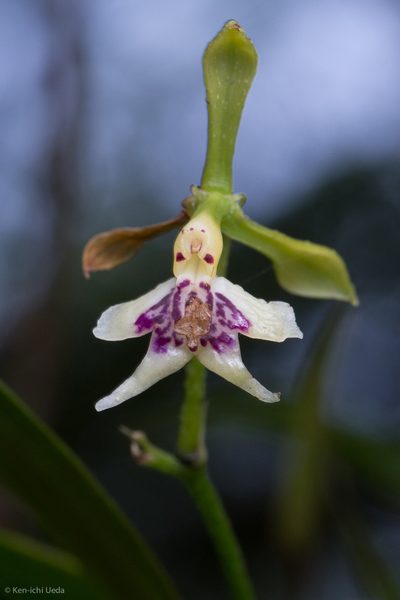 Epidendrum piliferum, photographed by Ken-ichi Ueda