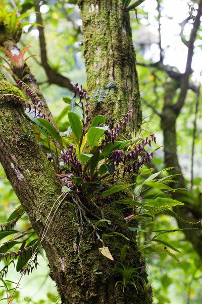 Stelis megachlamys, photographed by Ken-ichi Ueda
