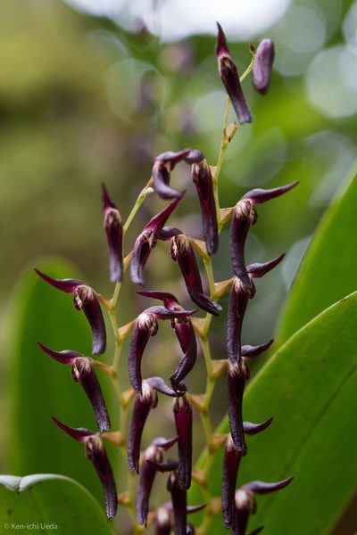 Stelis megachlamys, photographed by Ken-ichi Ueda