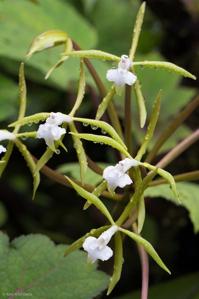 Epidendrum lacustre, photographed by Ken-ichi Ueda