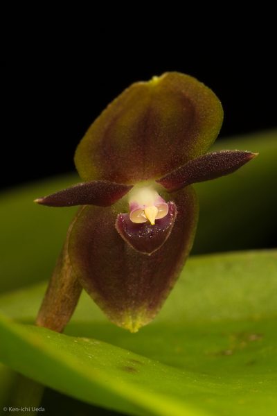 Pleurothallis phyllocardia, photographed by Ken-ichi Ueda