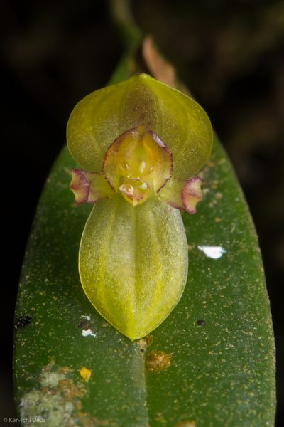 Pleurothallis dorotheae, photographed by Ken-ichi Ueda