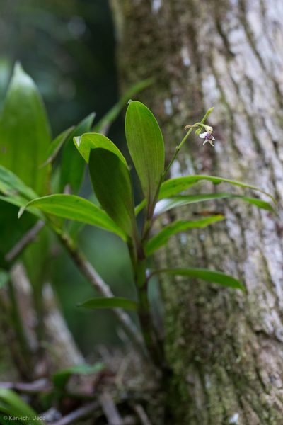 Epidendrum piliferum, photographed by Ken-ichi Ueda