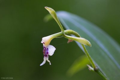 Epidendrum piliferum, photographed by Ken-ichi Ueda