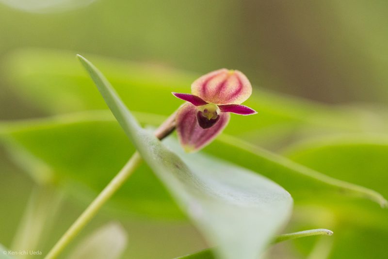 Pleurothallis phyllocardia, photographed by Ken-ichi Ueda